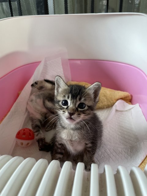 Brown Grey - Domestic Short Hair Cat