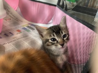 Brown Grey - Domestic Short Hair Cat