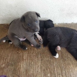 4 Adorable Mixed Breed Puppies - Mixed Breed Dog