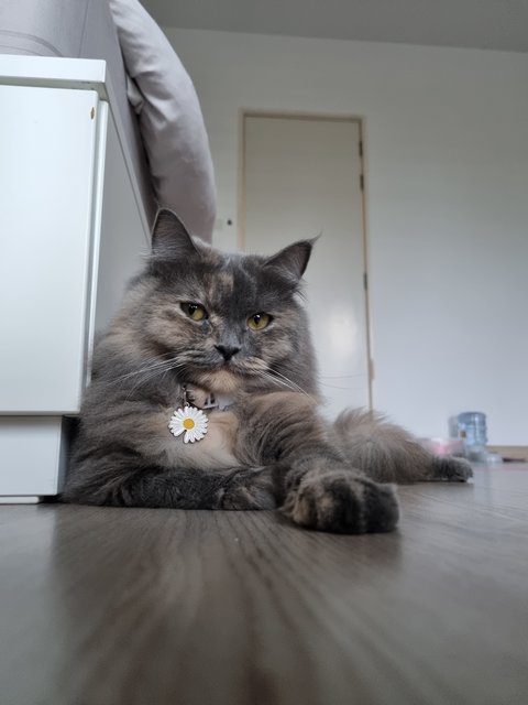 Yuki - Persian Cat