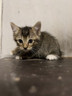 Tiger - Domestic Short Hair Cat