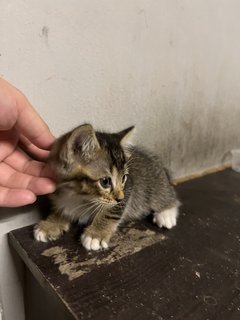 Tiger - Domestic Short Hair Cat