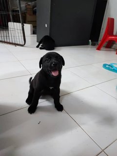 Cooper, Wanda, Lilo, Owen - Labrador Retriever Mix Dog