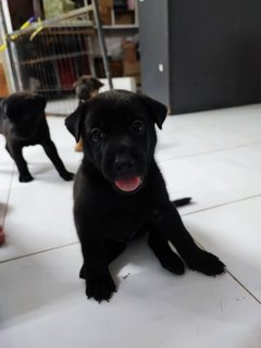 Cooper, Wanda, Lilo, Owen - Labrador Retriever Mix Dog