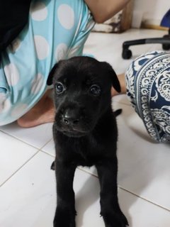 Cooper, Wanda, Lilo, Owen - Labrador Retriever Mix Dog