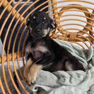 Sirius - Mixed Breed Dog