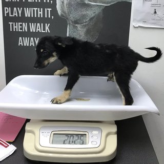 Sirius - Mixed Breed Dog