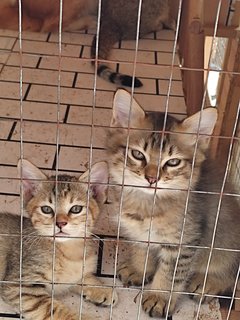 Oyen - Domestic Long Hair + Domestic Medium Hair Cat