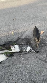 Grey-white Eyeliners Tabby 🐰 - Domestic Short Hair + Tabby Cat