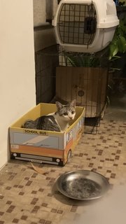 Grey-white Eyeliners Tabby 🐰 - Domestic Short Hair + Tabby Cat