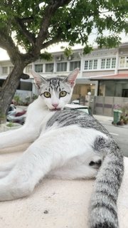 Grey-white Eyeliners Tabby 🐰 - Domestic Short Hair + Tabby Cat