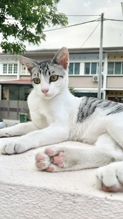 Grey-white Eyeliners Tabby 🐰 - Domestic Short Hair + Tabby Cat