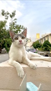 Grey-white Eyeliners Tabby 🐰 - Domestic Short Hair + Tabby Cat