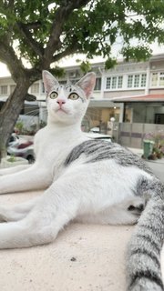 Grey-white Eyeliners Tabby 🐰 - Domestic Short Hair + Tabby Cat