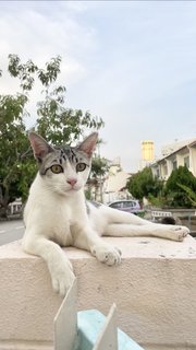 Grey-white Eyeliners Tabby 🐰 - Domestic Short Hair + Tabby Cat