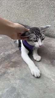 Grey-white Eyeliners Tabby 🐰 - Domestic Short Hair + Tabby Cat