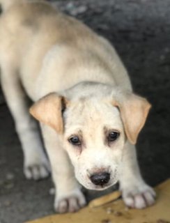 Jaana - Labrador Retriever Mix Dog