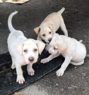 Jaana - Labrador Retriever Mix Dog