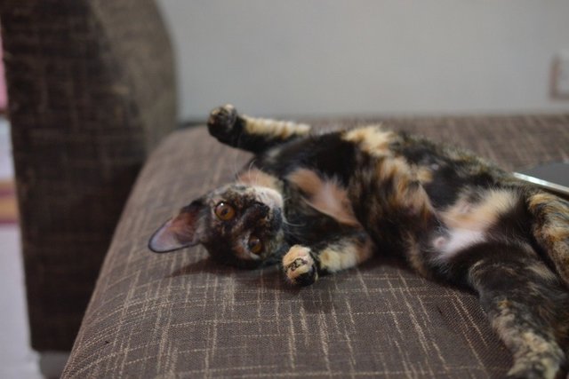 Avatar - Tortoiseshell Cat