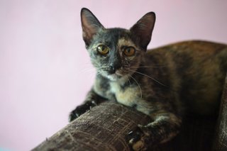 Avatar - Tortoiseshell Cat