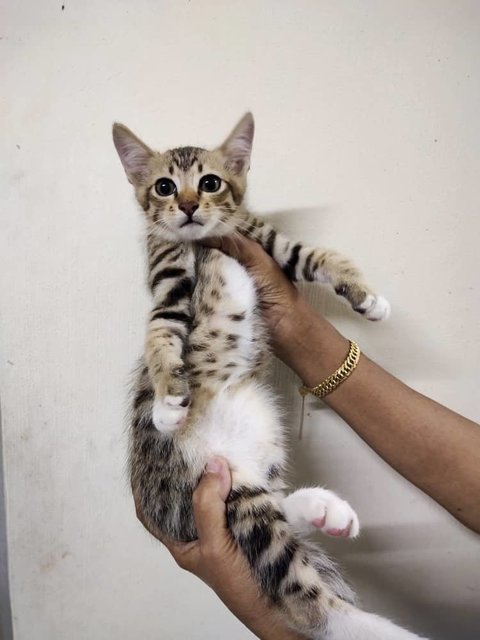 Mummy &amp; Kiddos - Domestic Medium Hair Cat