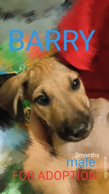 Barry - Mixed Breed Dog