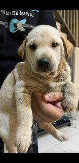 1 Month Old Puppies (M/f) - Mixed Breed Dog