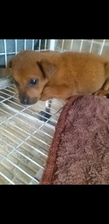 1 Month Old Puppies (M/f) - Mixed Breed Dog