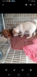 1 Month Old Puppies (M/f) - Mixed Breed Dog