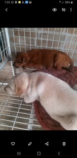 1 Month Old Puppies (M/f) - Mixed Breed Dog