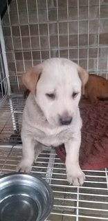 1 Month Old Puppies (M/f) - Mixed Breed Dog