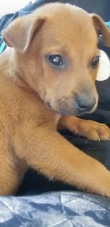 1 Month Old Puppies (M/f) - Mixed Breed Dog