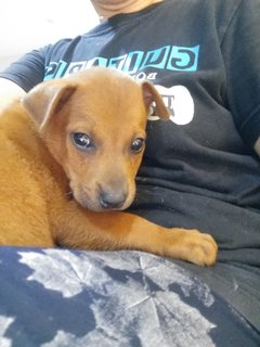 1 Month Old Puppies (M/f) - Mixed Breed Dog