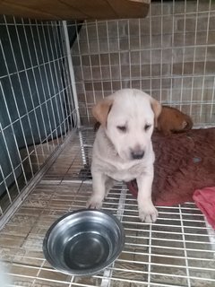 1 Month Old Puppies (M/f) - Mixed Breed Dog