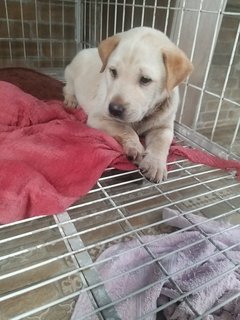 1 Month Old Puppies (M/f) - Mixed Breed Dog