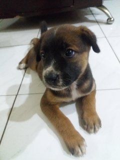 Rani - Mixed Breed Dog