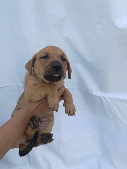 2 Short Leg Female Puppies - Mixed Breed Dog