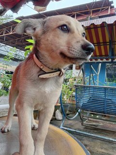 Beautiful Lexi - Mixed Breed Dog