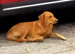 Brown - Mixed Breed Dog