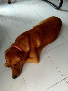 Brown - Mixed Breed Dog