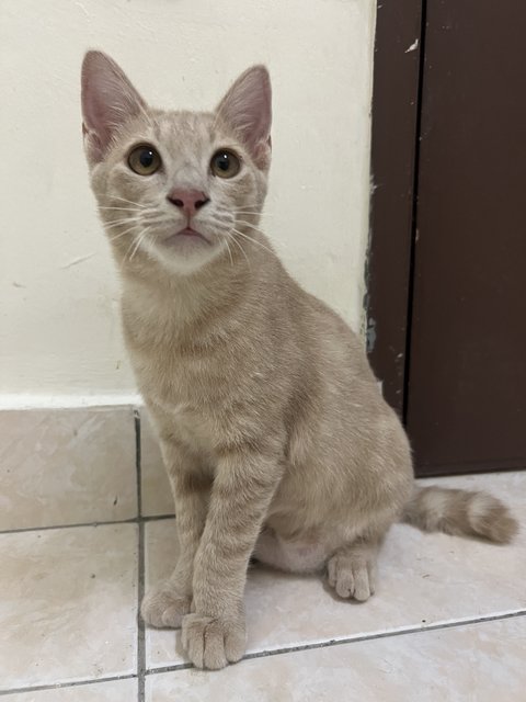 Milk Tea - Domestic Short Hair Cat