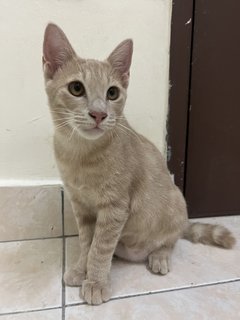 Milk Tea - Domestic Short Hair Cat