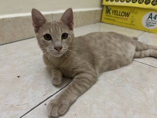 Milk Tea - Domestic Short Hair Cat