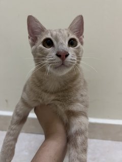 Milk Tea - Domestic Short Hair Cat