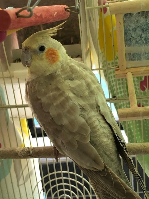 Kayla  - Cockatiel Bird