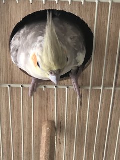 Kayla  - Cockatiel Bird