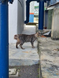 Sayang:stray Cat - Domestic Short Hair Cat