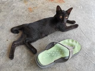 Fortune Cat - Domestic Short Hair Cat