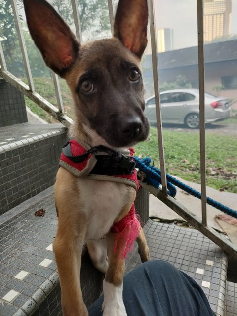 Daisy - Belgian Shepherd Malinois Mix Dog