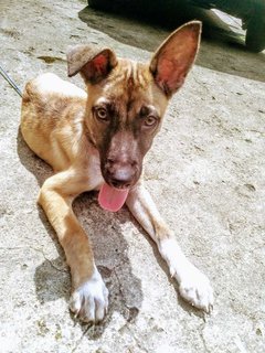 Daisy - Belgian Shepherd Malinois Mix Dog